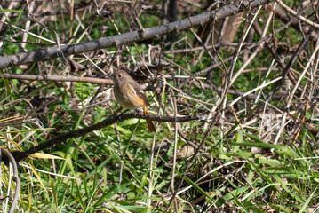 木の枝にかわいい冬の野鳥の姿　ジョウビタキがとまっている