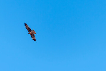 青い空にトビが旋回して飛ぶ