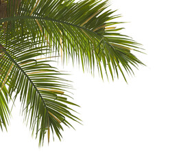 palm Tree Leaves isolated on transparent background. PNG palm tree with green leaves isolated on...