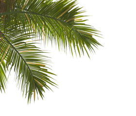 palm Tree Leaves isolated on transparent background. PNG palm tree with green leaves isolated on white background. Isolated palm tree branch on transparent background PNG. corner palm tree foliage PNG