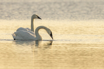 Tundra swans