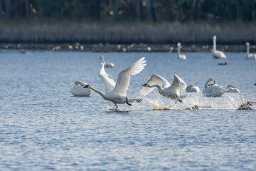 Tundra swans in flight