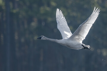 A Tundra swan flying over a pond