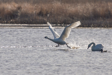 Tundra swans in flight