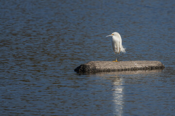 Snowy egret
