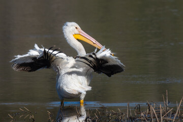 great white pelican
