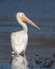 white pelican by a pond