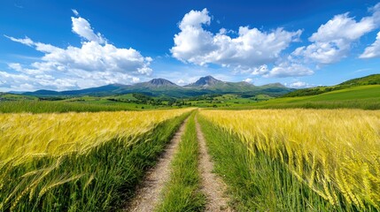 Fototapeta premium Sunny Mountain Meadow Path Through Golden Wheat