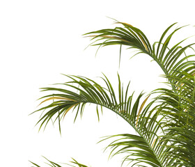 palm Tree Leaves isolated on transparent background. PNG palm tree with green leaves isolated on white background. corner palm tree foliage PNG. Isolated palm tree branch on transparent background PNG