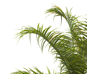 palm Tree Leaves isolated on transparent background. PNG palm tree with green leaves isolated on white background. corner palm tree foliage PNG. Isolated palm tree branch on transparent background PNG