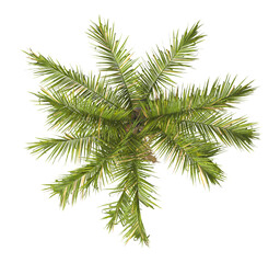 Single palm Tree isolated on transparent background. Arecaceae palm tree with green leaves on white background. Syagrus botryophora. Isolated palm tree PNG on transparent background. palm tree leaves.