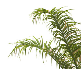 palm Tree Leaves isolated on transparent background. PNG palm tree with green leaves isolated on white background. corner palm tree foliage PNG. Isolated palm tree branch on transparent background PNG