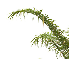 palm Tree Leaves isolated on transparent background. PNG palm tree with green leaves isolated on white background. corner palm tree foliage PNG. Isolated palm tree branch on transparent background PNG
