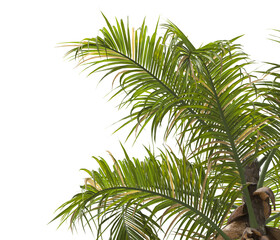 palm Tree Leaves isolated on transparent background. PNG palm tree with green leaves isolated on white background. corner palm tree foliage PNG. Isolated palm tree branch on transparent background PNG