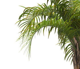 palm Tree Leaves isolated on transparent background. PNG palm tree with green leaves isolated on white background. Isolated palm tree branch on transparent background PNG. corner palm tree foliage PNG