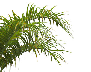 palm Tree Leaves isolated on transparent background. PNG palm tree with green leaves isolated on white background. Isolated palm tree branch on transparent background PNG. corner palm tree foliage PNG
