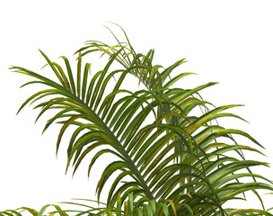 palm Tree Leaves isolated on transparent background. PNG palm tree with green leaves isolated on white background. Isolated palm tree branch on transparent background PNG. corner palm tree foliage PNG