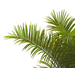 Obraz premium palm Tree Leaves isolated on transparent background. PNG palm tree with green leaves isolated on white background. Isolated palm tree branch on transparent background PNG. corner palm tree foliage PNG