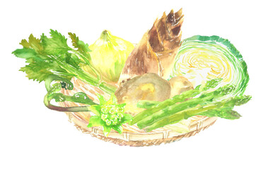 色々な春の野菜の水彩イラスト