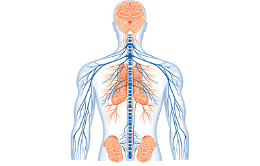 Obraz premium Human anatomy overview exploring the circulatory and respiratory systems medical illustration educational environment detailed concept