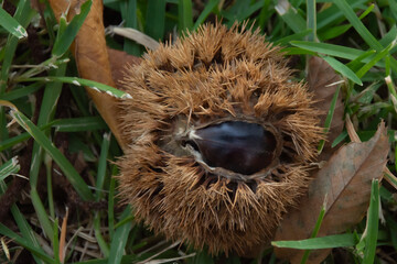 Close-up of a chestnut still in its spiky shell lying on grass.