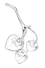 Black and White Illustration of Strawberry on Branch, Sketch Clip Art for Print, Fabric, Web and Textile