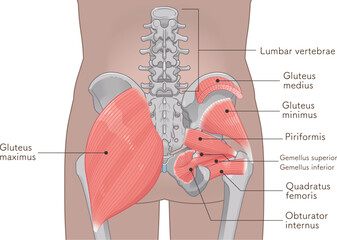 梨状筋、内閉鎖筋、大腿方形筋、小殿筋、gluteus minimus、中殿筋、gluteus medius、股関節、骨盤、筋肉、イラスト、illustration