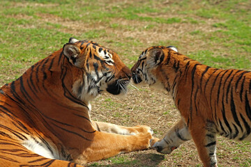 Malayan Tiger and cub