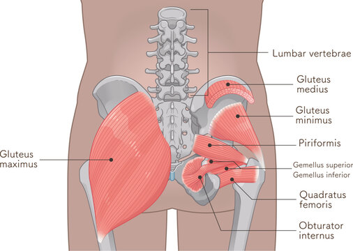 梨状筋、内閉鎖筋、大腿方形筋、小殿筋、gluteus minimus、中殿筋、gluteus medius、股関節、骨盤、筋肉、イラスト、illustration