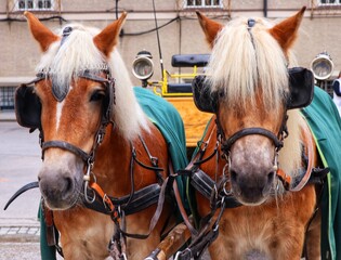 horse and foal