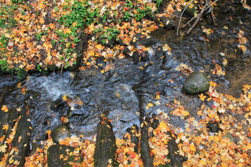 Autumn Forest Trail in Michigan with Colorful Fall Foliage and Leaf-Covered Ground