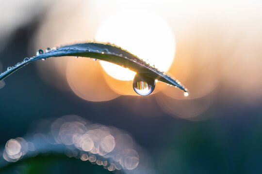 Perfect water droplet hanging from a vibrant green leaf blade, illuminated by golden morning sun bokeh. Macro nature photography showing purity and freshness.