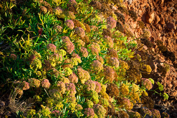 Close-up of vibrant coastal vegetation growing near rocky terrain.