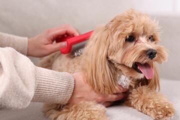 Woman brushing cute Maltipoo dog on sofa at home, closeup