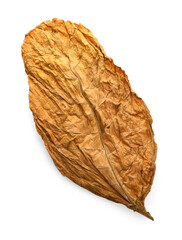Dried tobacco leaf isolated on white, top view