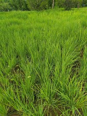 green rice field