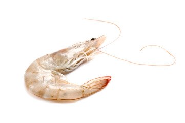One fresh raw shrimp isolated on white