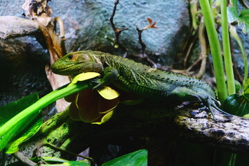 Lizard on the flower