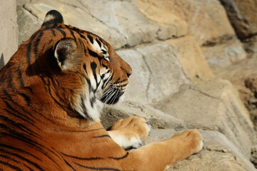 Malayan Tiger