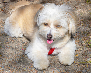 Pomeranian Maltese Mix 002