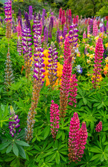 Fototapeta premium Vibrant Lupine Flowers in a Garden
