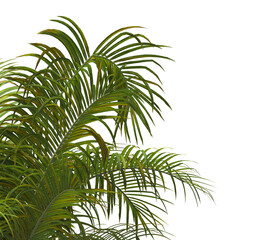 palm Tree Leaves isolated on transparent background. PNG palm tree with green leaves isolated on white background. corner palm tree foliage PNG. Isolated palm tree branch on transparent background PNG