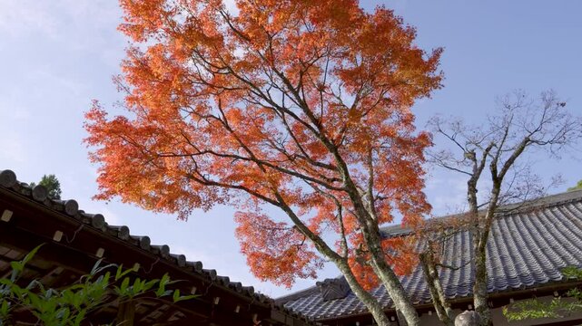Slow cinematic tilt up reveal oer stunning red maple tree at Japanese temple grounds