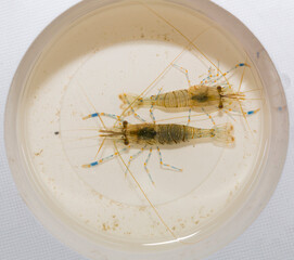 Palaemon elegans sometimes known by the common name rockpool shrimp, is a species shrimp of the...