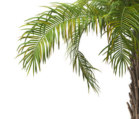 palm Tree Leaves isolated on transparent background. PNG palm tree with green leaves isolated on white background. corner palm tree foliage PNG. Isolated palm tree branch on transparent background PNG