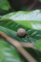 snail on a leaf