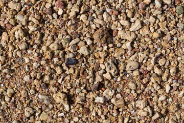 The coastline of the Red Sea. Sand, pebbles, corals, fossils. Background with a marine theme.