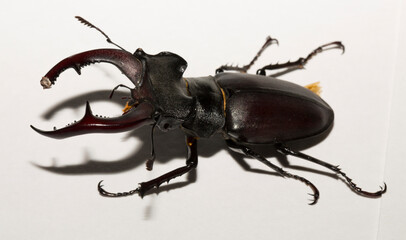 Lucanus cervus is the best-known species of stag beetle (family Lucanidae) in Western Europe....
