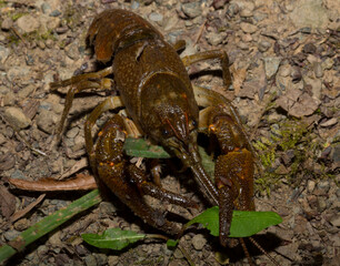 Astacus astacus, the European, noble, or broad-fingered crayfish. A female arthropod.