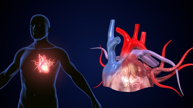male heart blood circulation. 3dillustration